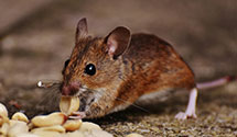 24 Hour & Emergency Exterminators in York, ND